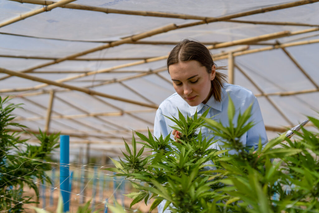 Growing cannabis
